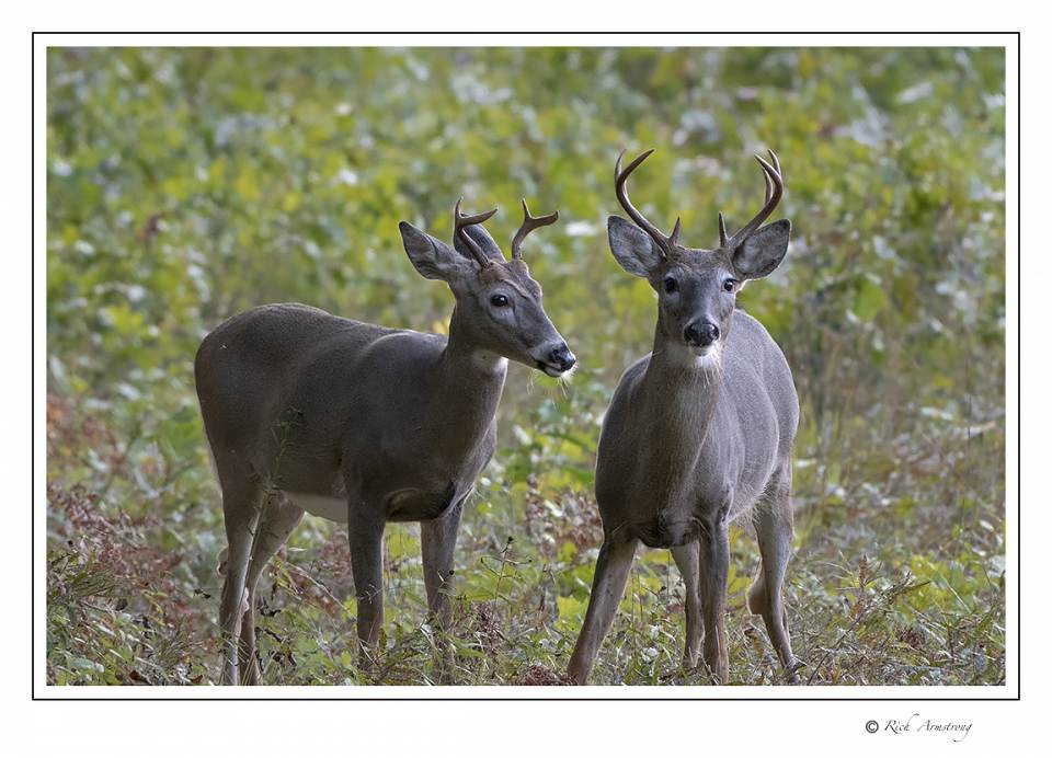 White-tailed bucks.jpg